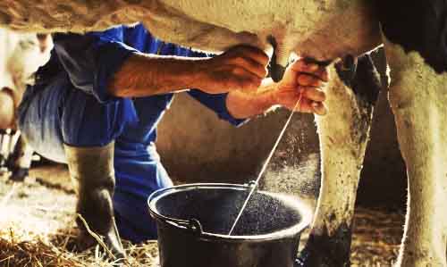 Chi, Three Crowns Milk And Two Others Begins Local Production Of Milk - FG