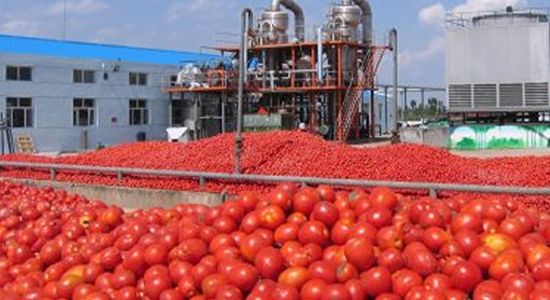 State Of The Art Dangote Tomato Factory Lying Idle 