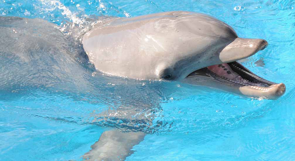 US Military To Use Dolphins, Others To Monitor Enemy Submarines