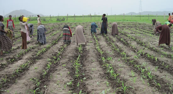 Borno Farmers Expect Bumber Harvest Following FAO Support