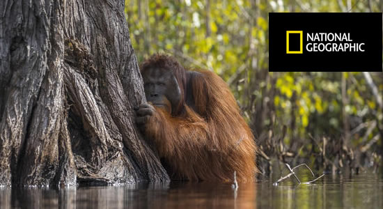 National-Geographic