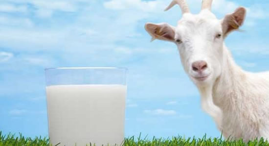 Goat-Milk