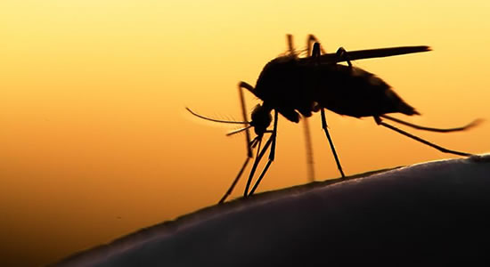 WHO Targets Malaria Eradication By 2025