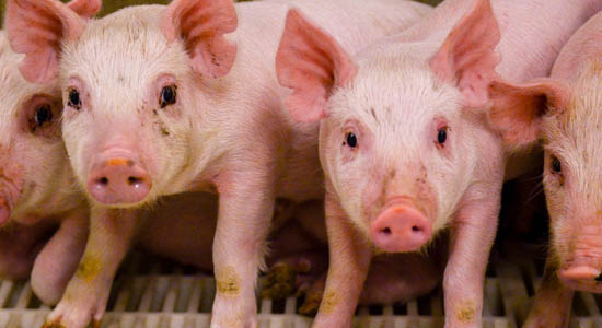 Genetically Edited Pigs