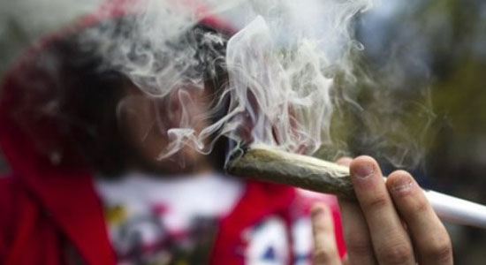 Legalising Cannabis Will Lead To Anarchy - NDLEA