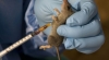 Lassa Fever: Kaduna state Govt Orders Investigation After Three Persons Lost Their Lives